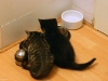 Kittens eating