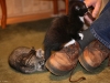 Kittens attacking shoe
